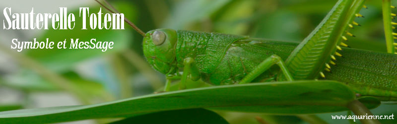 Sauterelle Animal Totem